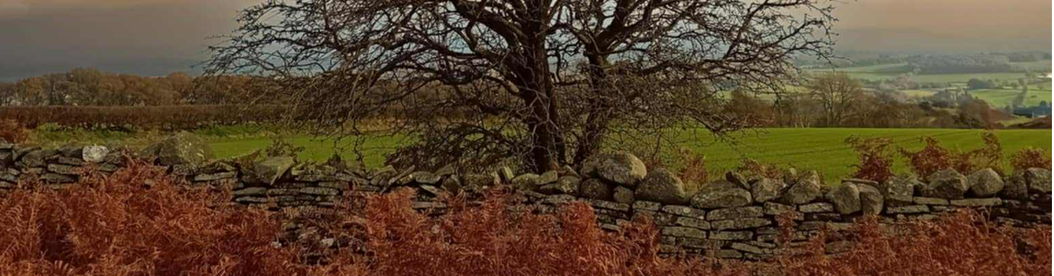 Dry stone wall with tree