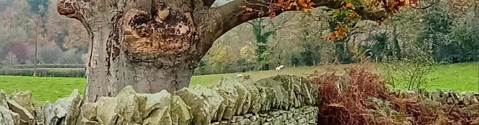 Dry stone wall with tree